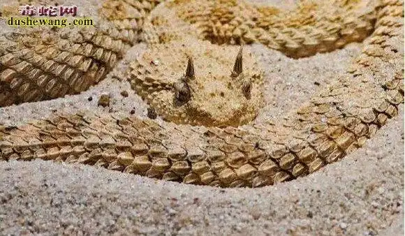 蛇冠子图片头上长冠子的蛇图片