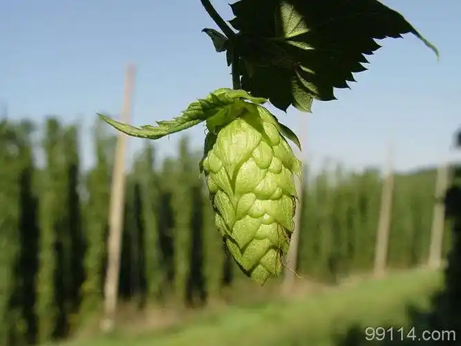 啤酒花,啤酒花价格