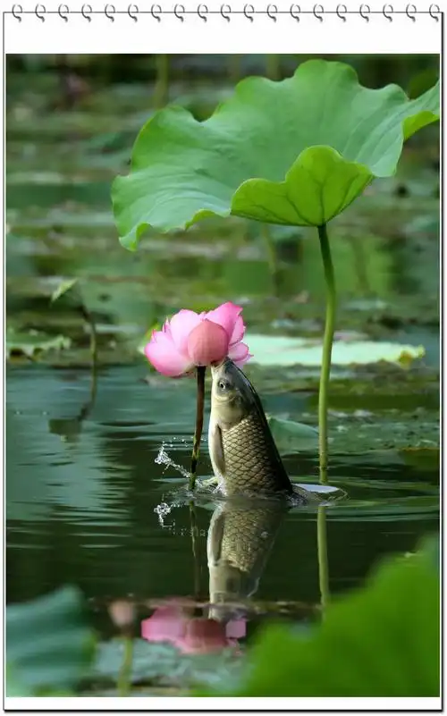 8.14拍的鱼吃荷花