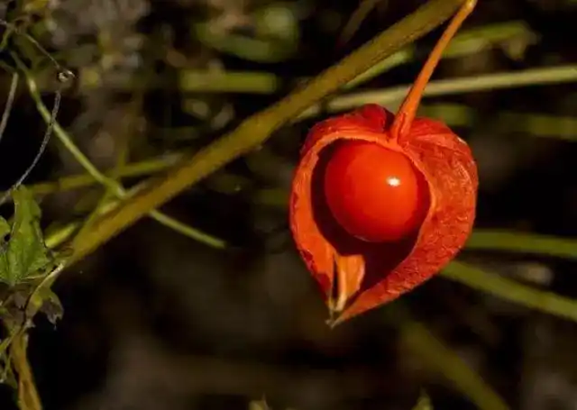 【元宵节】庭院深深深几许,植物"花"灯知多少?