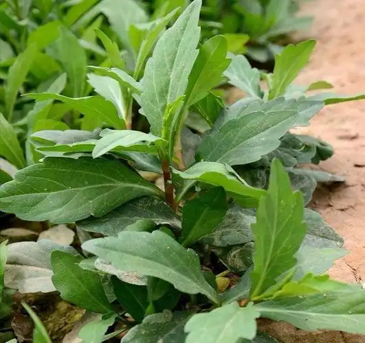 马兰头原于野生种,多见于路边,田野,山坡,目前多有人工种植.