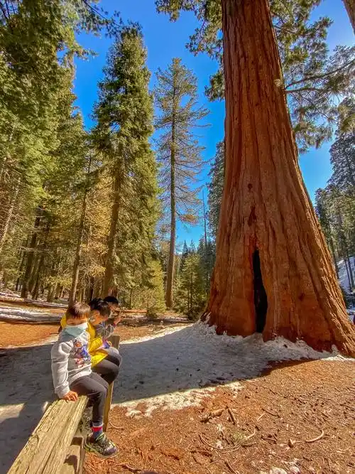 原创美国红杉国家公园发现地球上最大的树木景色令人惊叹不已