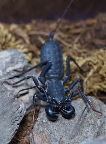 浑身有点紫,又很亮,尾巴是灰色的,有8条腿的大虫子是什么虫