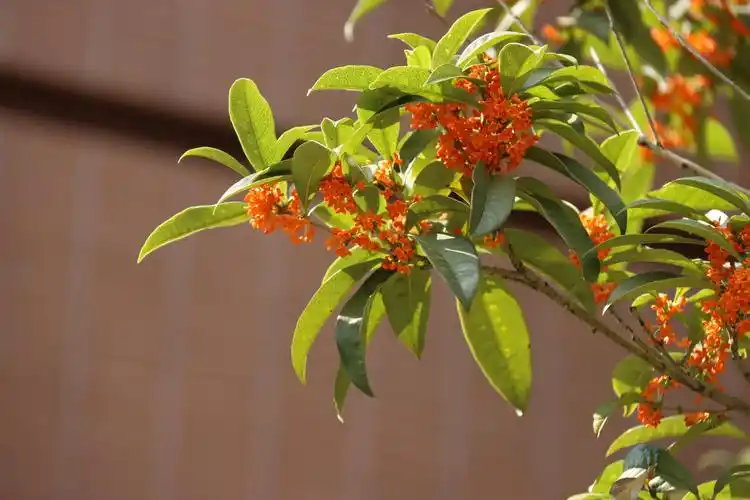 桂花香自天上来