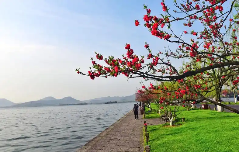 其它 人间天堂-西湖春天 写美篇断桥边的桃花开了,显得格外美丽.