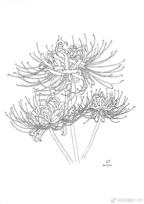 【手绘·彼岸花】钢笔线稿 水彩上色(作者: 欧阳鹏杰-oy)
