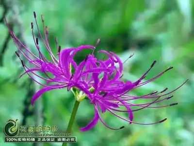 展开全部 石蒜,彼岸花