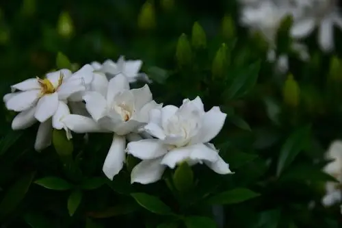 初夏小叶栀子花开洁白纯净香气扑鼻像极了青春