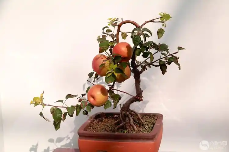 苹果盆景