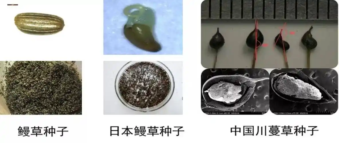 温带海域海草种子保存新进展中科院海洋所构建四种海草人工种子库