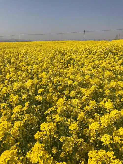 一片片金黄色的油菜花尽情绽放,一阵阵扑鼻的香味随风去飘扬