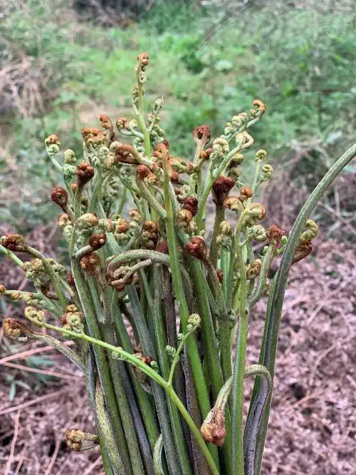 蕨菜怎么做好吃呢