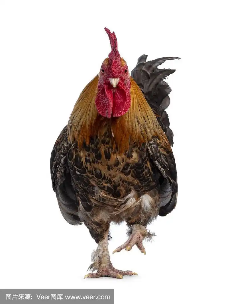 健康成年公鸡/公鸡,白色