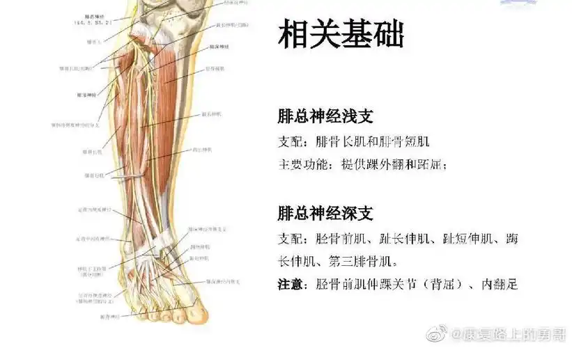 脑卒中后足内翻,下垂的主要特征是跖屈肌群张力增高而足背屈肌群张力