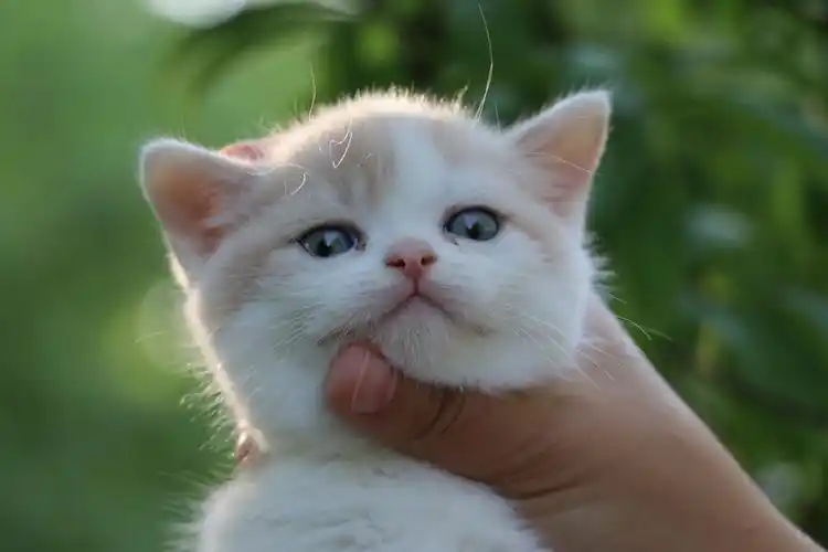 猫咪编号0507英短乳白梵公-熊大-20day377g-27day440g