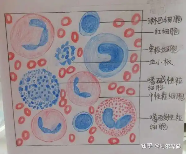 组胚红蓝铅笔手绘图