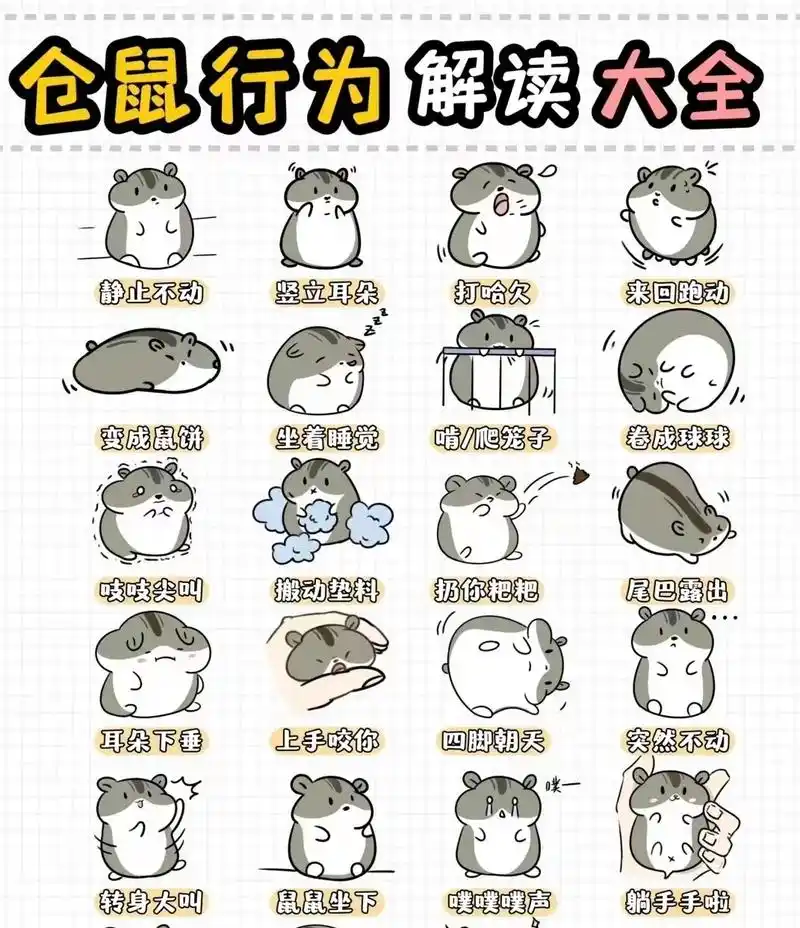 仓鼠行为解析!