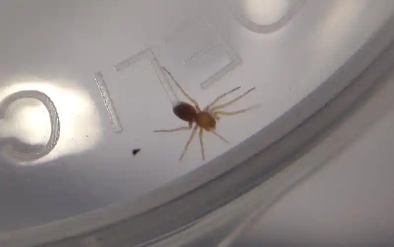 [白额高脚蛛] 准备睡觉的时候抓到一只幼体