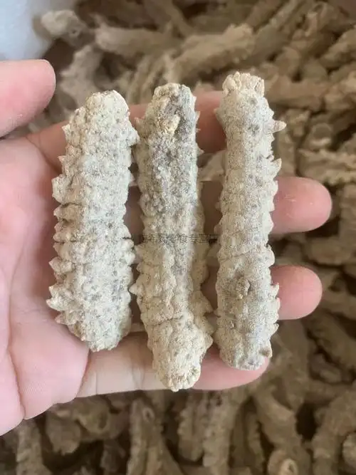 黄玉参海参干货黄肉参仔小黄玉参酒店食材用料精选中大号250g约70头