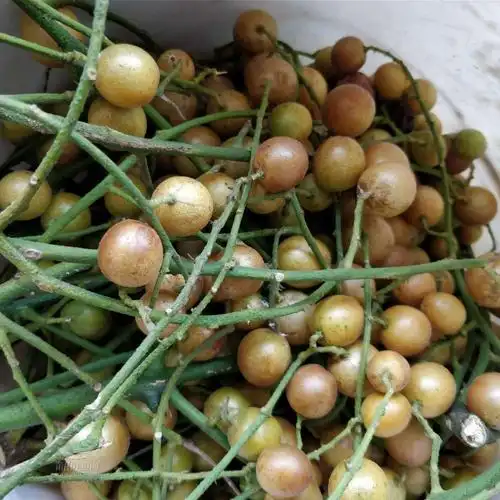 原创这是什么果