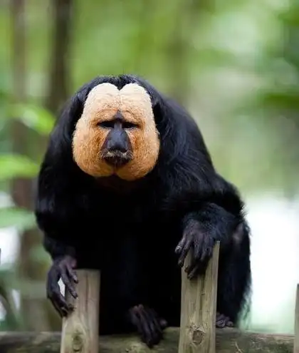 灭绝80年"人面猴",又重新出现,看到它就本能地感到害怕|世纪|动物