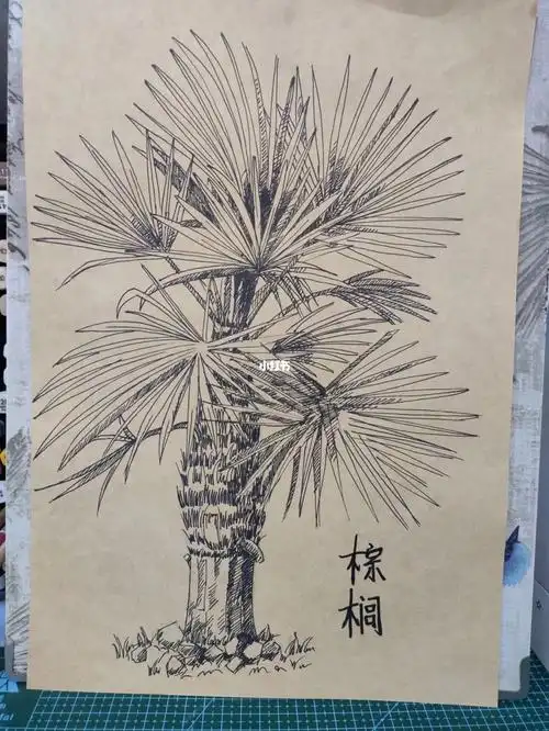 棕榈树线描写生