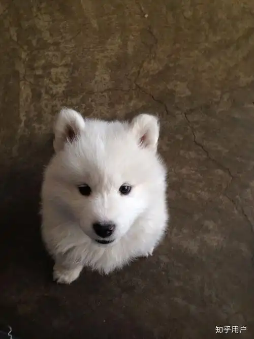 我家萨摩耶两个月了,但耳尖和耳朵后面都有淡黄色的毛,是不是纯种的.