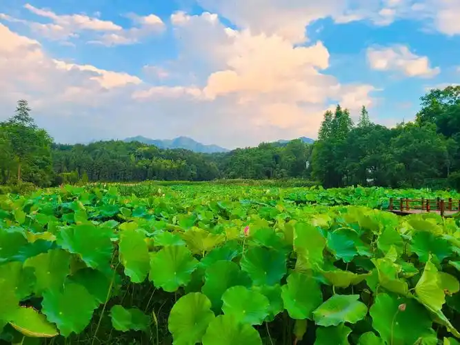 清新脱俗——清漾