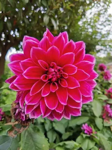 世上最美～是花,美艳了世界,芬芳了年华.