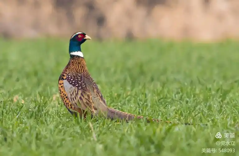 七彩山鸡真漂亮!