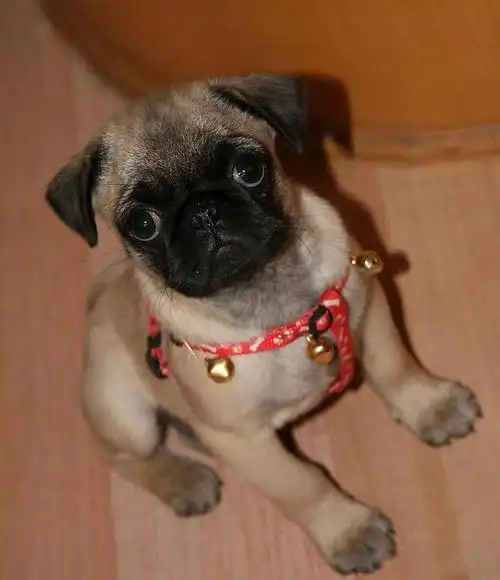 巴哥犬的眼药水怎么选,你知道吗,快来学习一下吧