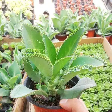 多肉盆景大叶落地生根栽培与养护技术