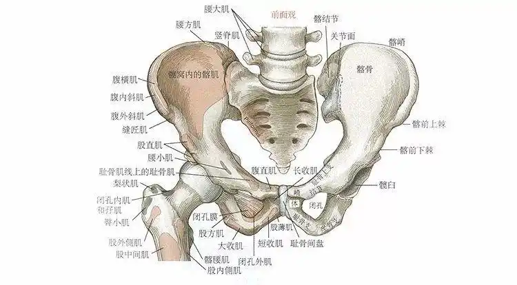 积少成多终成损伤髋关节热点直击