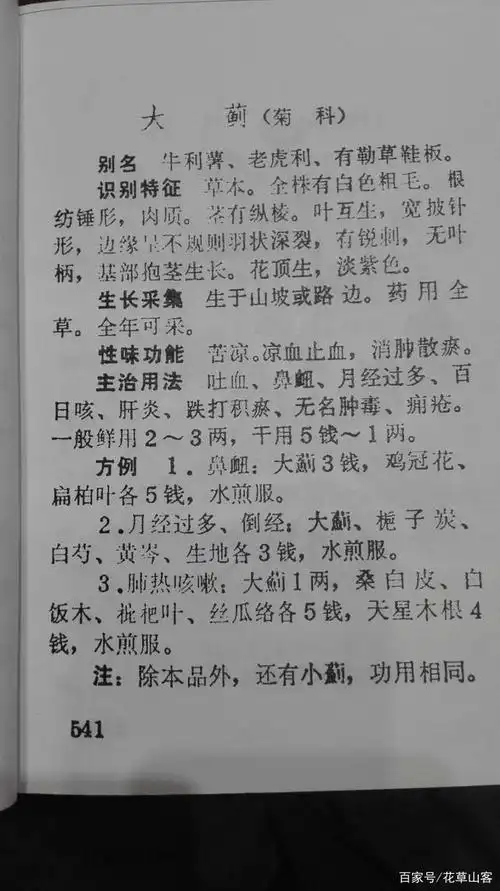 这种叶子长满刺的植物名叫大蓟,用处很多,看到好好利用