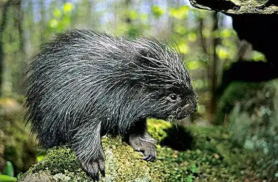 p>北美豪猪(erethizon dorsatum)是 a href="#" data-lemmaid="