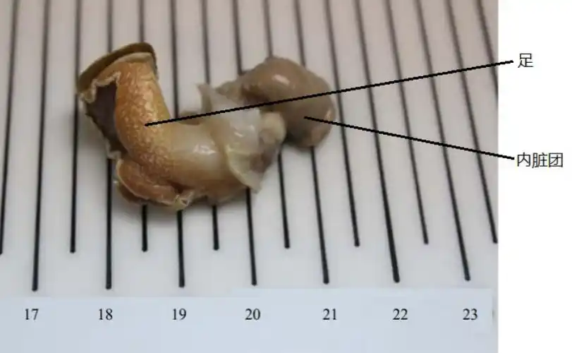 给你一颗花螺你知道哪里能吃哪里不能吃吗