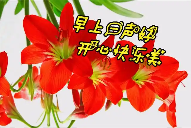 一花一欢喜,兰花送给甜美,祝福送最爱;早上一声好,高兴一整天;舒心无