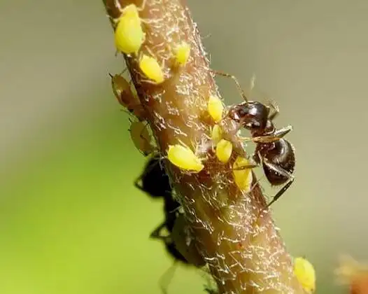 租赁植物常见五大虫害讲解