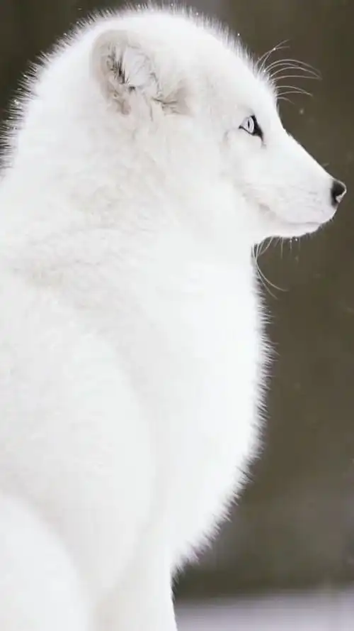 异瞳北极狐,是这个世间最美的生物!