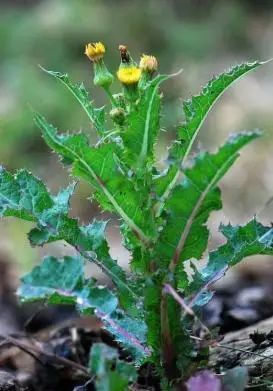 苦菜和蒲公英的区别(两种菜跟蒲公英的对比)