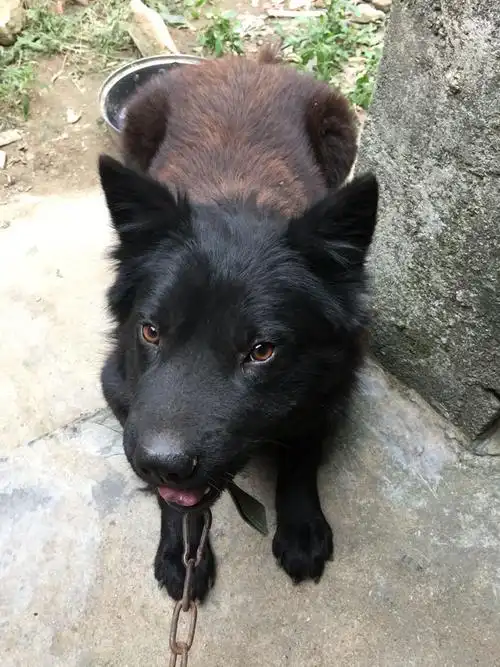 136****7176 我有更好的答案 3条回答 看着像只狼犬,不会是黑狼犬串的