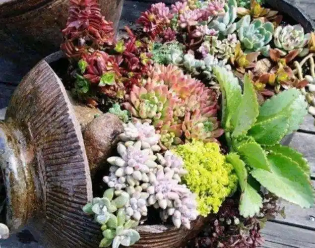 坛子改造的花盆图(超美观的破缸破坛子花盆)