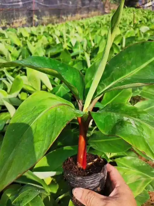 红蕉苗 南洋红香蕉苗