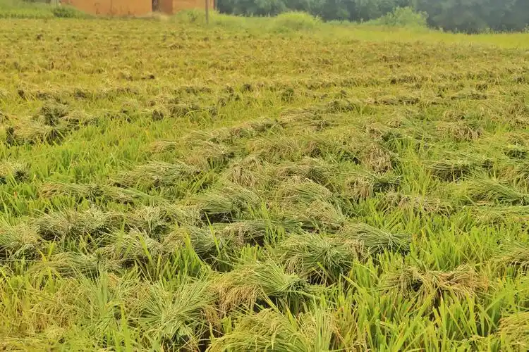 秋天的田野,稻谷飘香