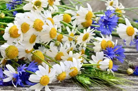 盛开的洋甘菊和矢车菊一束雏菊和矢车菊木制的桌子上照片