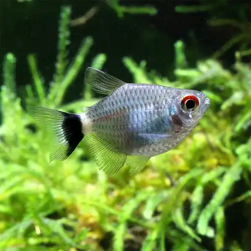 小型热带鱼的饲养方法