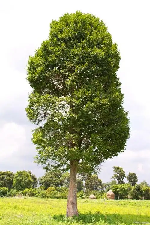 35个乔木养护技巧,让你打造美丽庭院