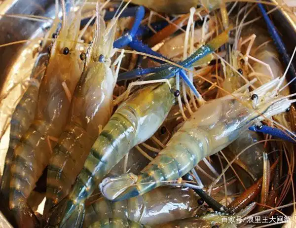 2020年养殖大草虾,市场行情怎么样?