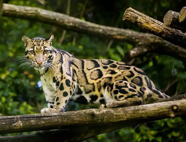 原创消失的云豹再现喜马拉雅山专家直言不是好预兆地球正在受威胁