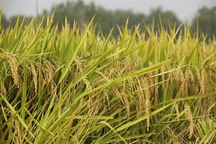 信阳市平桥区中稻开割:金灿灿稻田美不胜收 丰收景象令人沉醉-农村